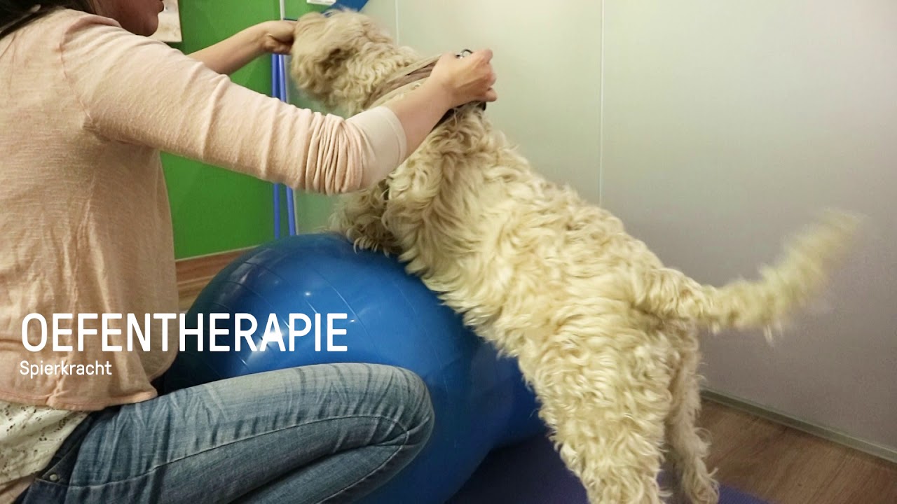 Dierfysiotherapie en Hydrotherapie Amsterdam | DOA & DHCA