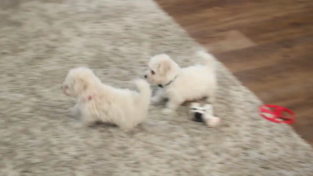Bich Poo Puppies For Sale