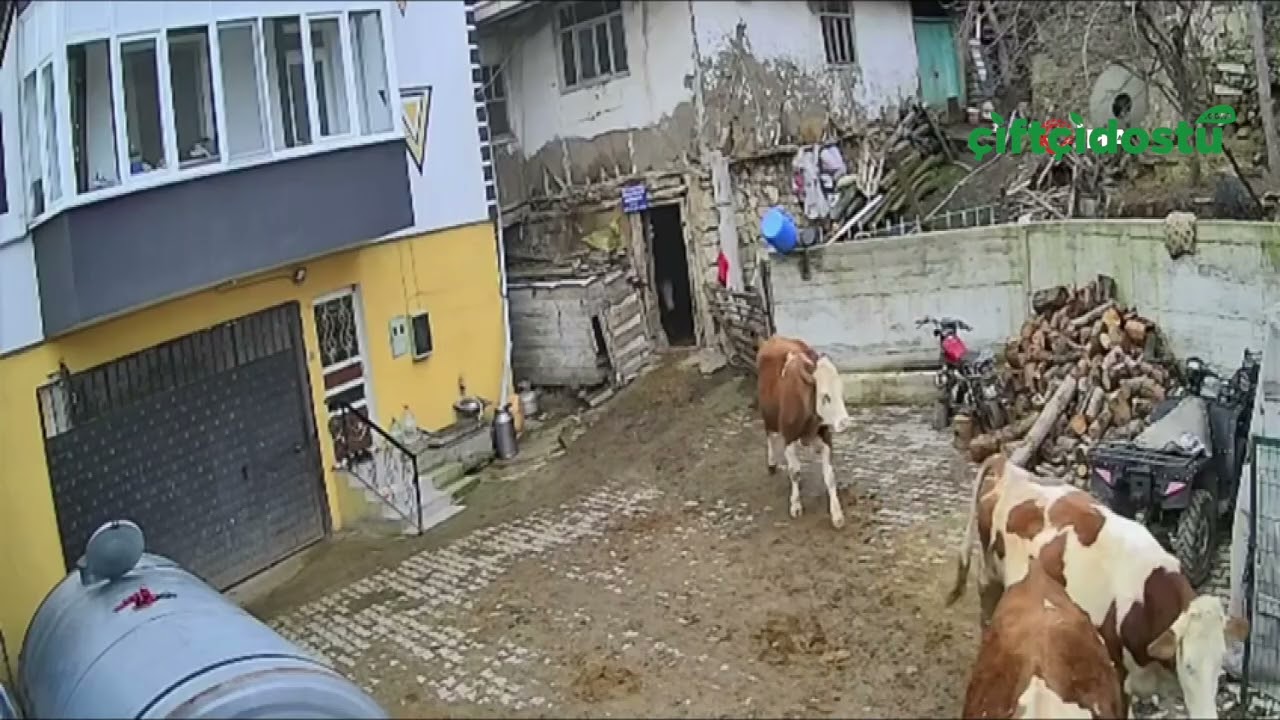 Süt dolu bidonu deviren gencin çaresizliği