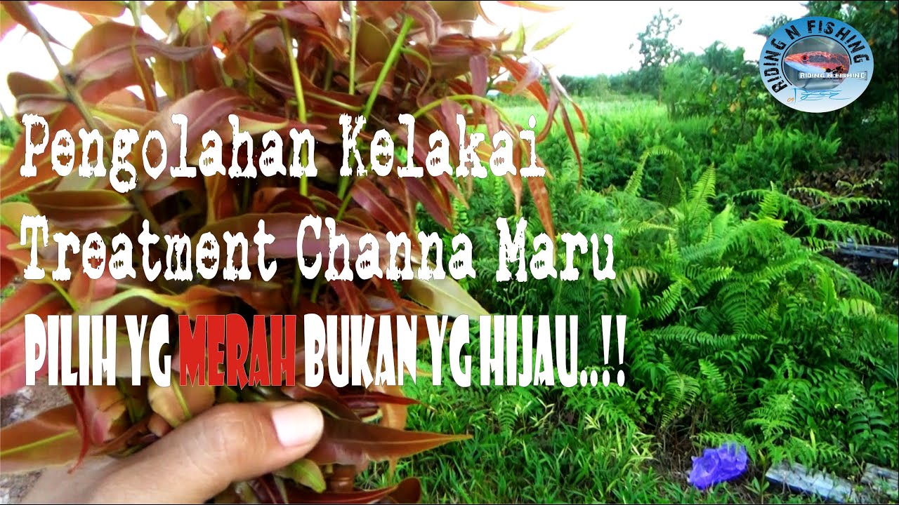 Cara Mengolah Treatment Kelakai