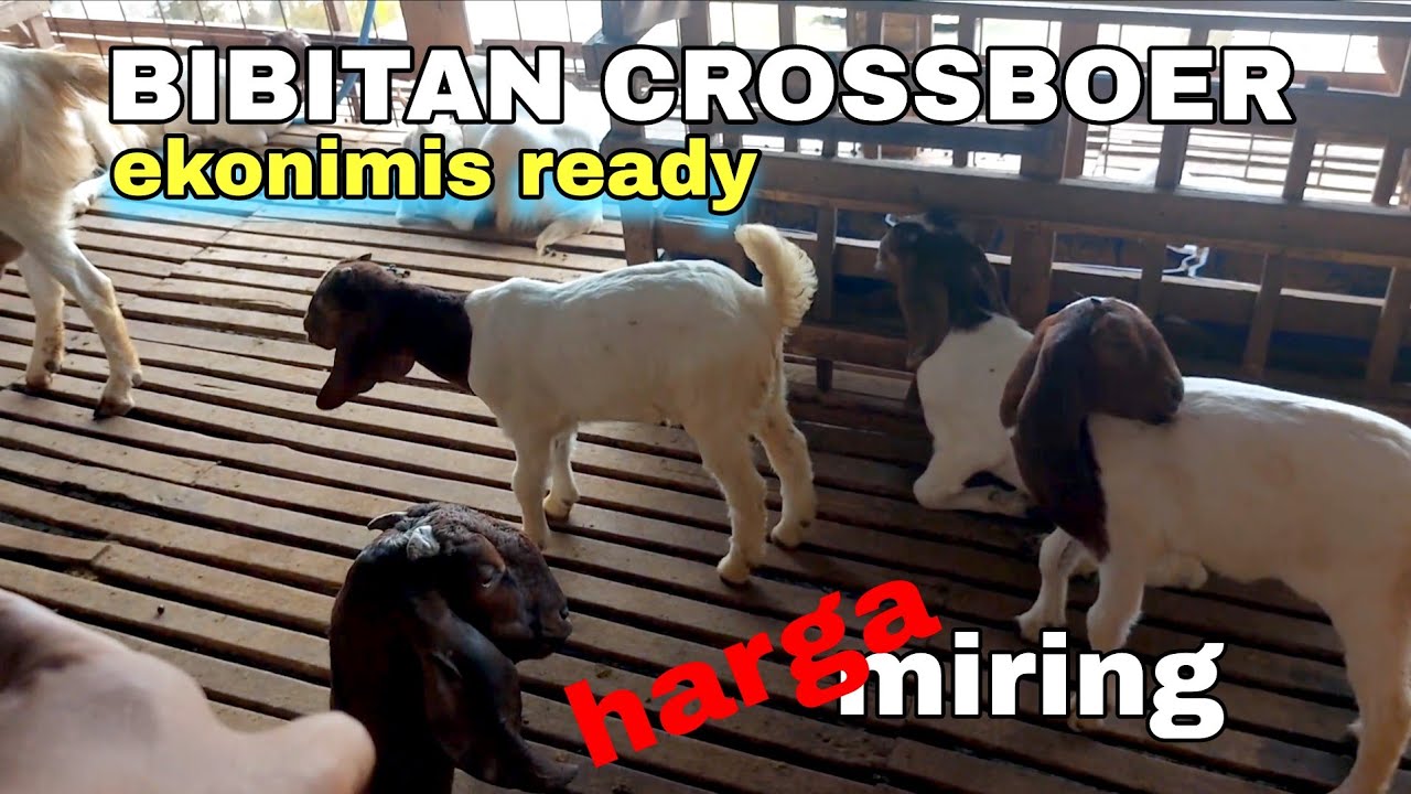 Kambing boer tulungagung- BRJ FARM