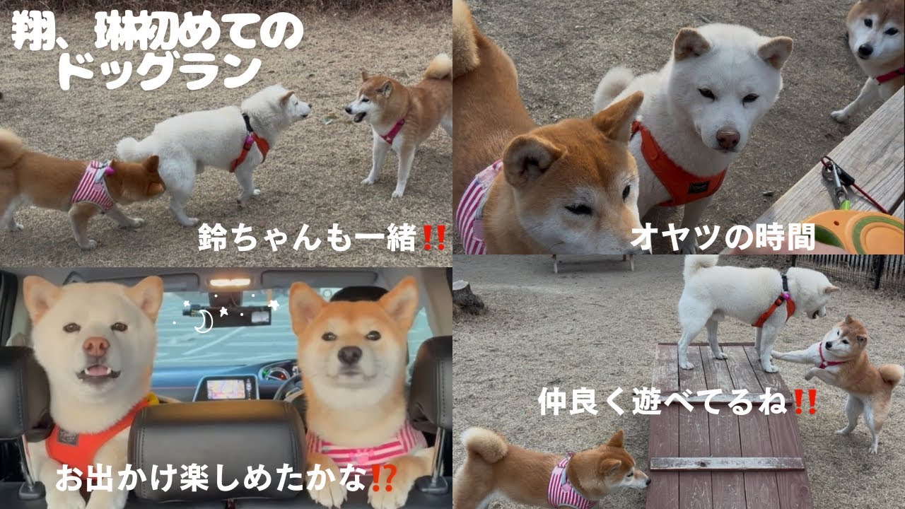 翔、琳、初めてのドッグラン‼️#鈴ちゃんも一緒‼️#柴犬＃白柴＃赤柴＃ご飯#散歩＃ヤンチャガール ＃多頭飼い＃犬のいる生活＃癒し＃可愛い#楽しい1日#8ヶ月＃5才＃鬼嫁＃優夫#犬バカ#あそび