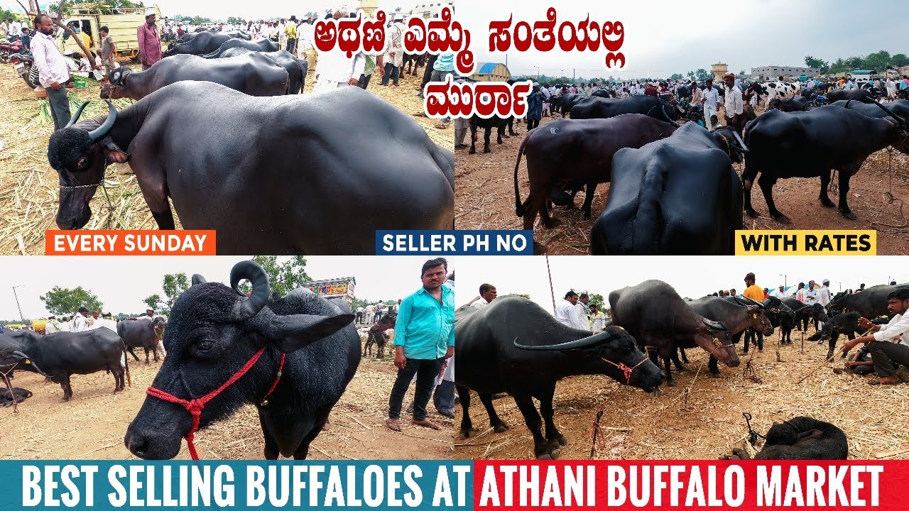 Athani Buffalo Market in Karnataka Sell Murrah & Jawari Buffaloes | Cattle Market Belgaum District