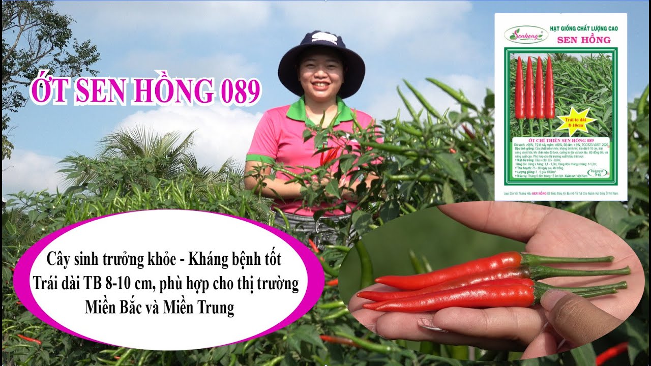 GIỚI THIỆU ĐẾN QUÍ BÀ CON VÀ QUÍ KHÁCH HÀNG GIỐNG ỚT MỚI CỦA CÔNG TY HẠT GIỐNG SEN HỒNG: ỚT 089