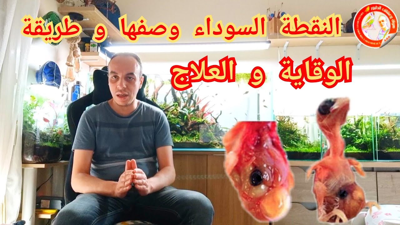 مرض النقطة السوداء عند الطيور وصفها و طريقة الوقاية و العلاج منها