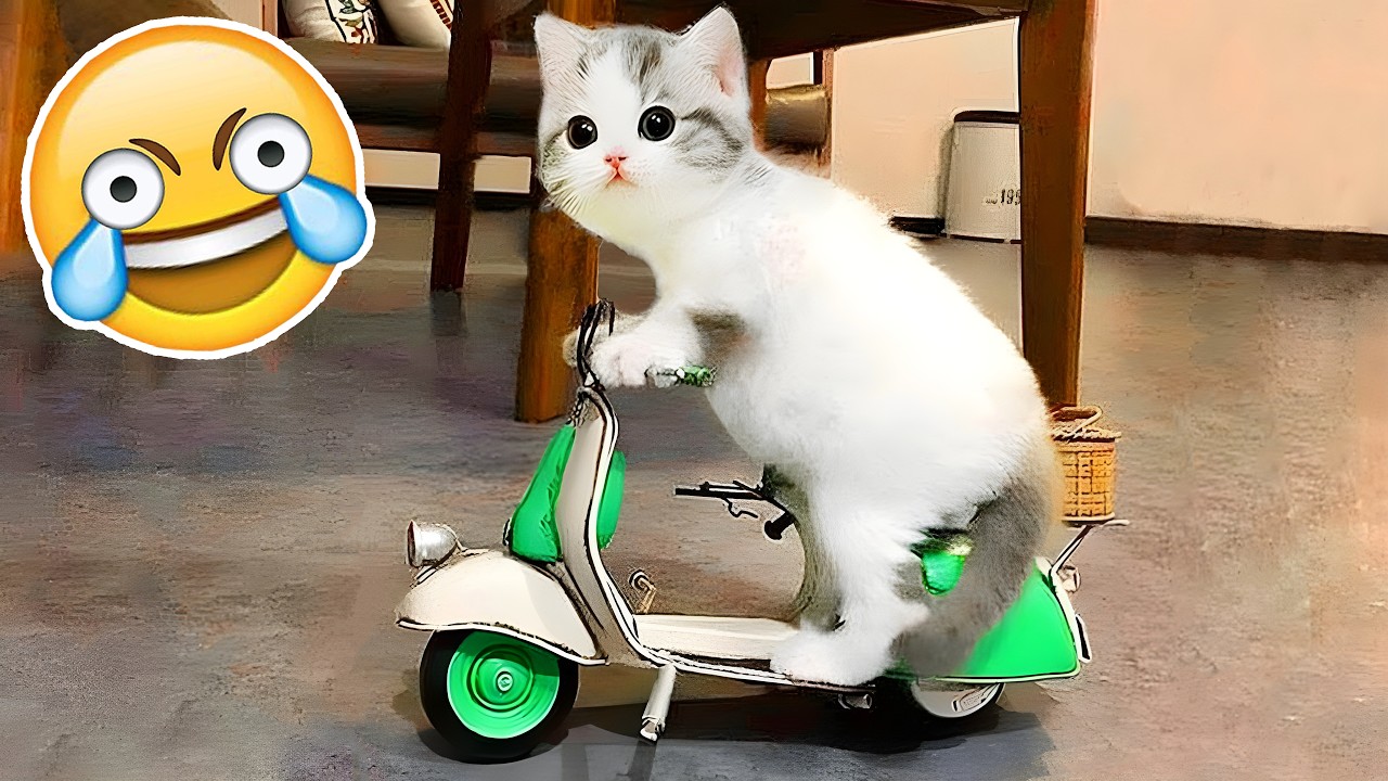 SI TE RIES PIERDES NIVEL GATITOS Y PERRITOS 😂😵‍💫[999.99 IMPOSIBLE NO REÍRSE]😱 Videos De Risa 2026😂