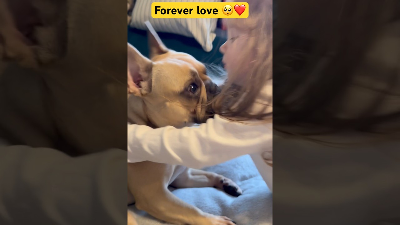 PURE LOVE 🥺❤️ #frenchielove #cutefrenchbulldog #love
