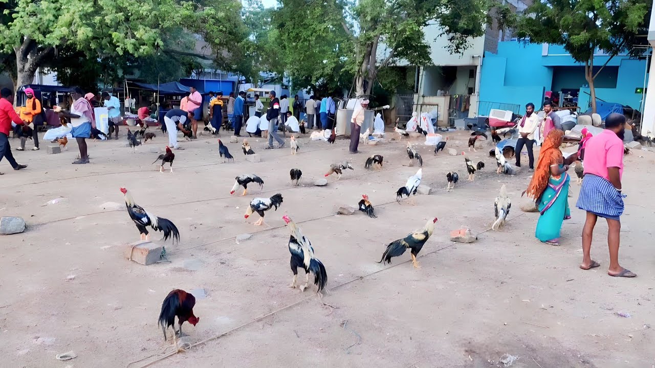 Pebbair Aseel Market || Hyderabad Murga Bazar || Chickens ||