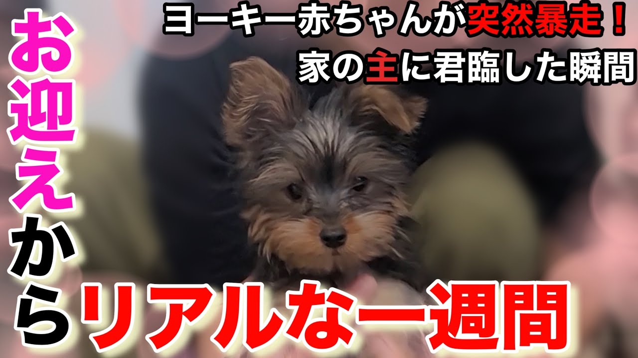 【主降臨】天使期から主化した我が家のヨーキーがこちら