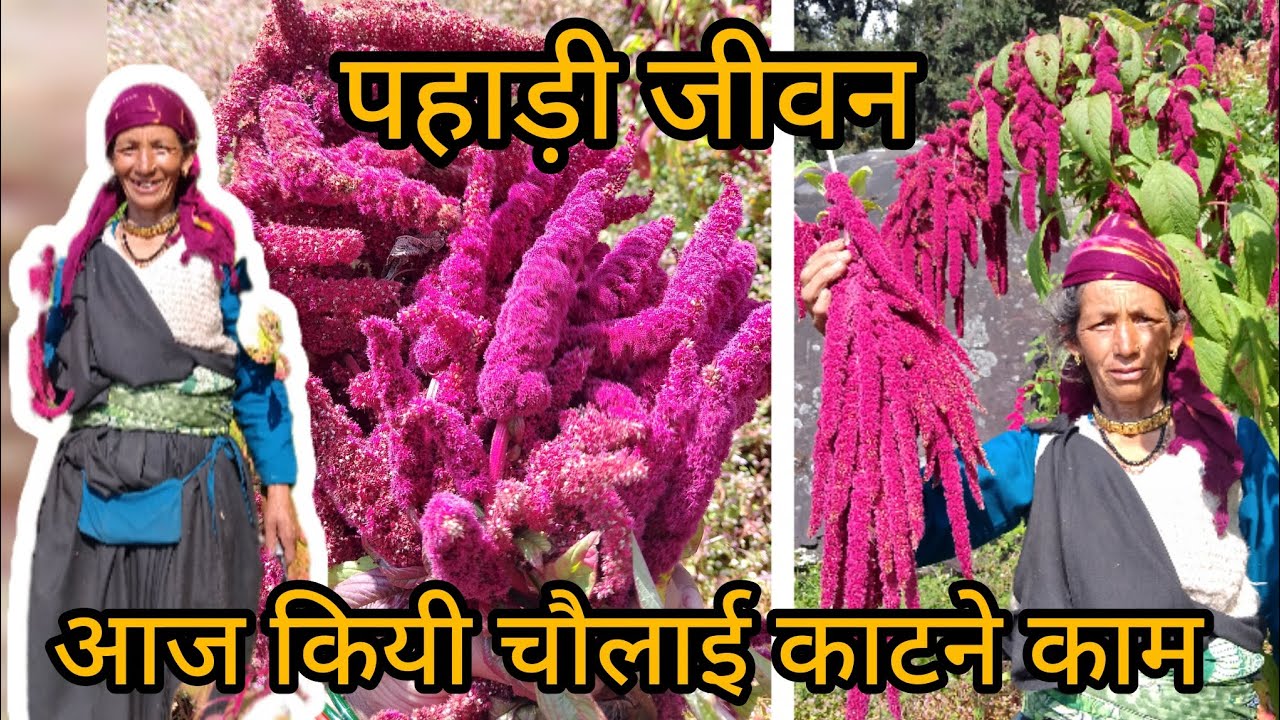  मेरी सास ने सिखाया लाल चौलाई को काटना bharti khatri vlog Pahadilife video 