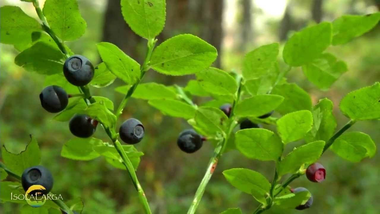 Mirtillo nero - Vaccinium myrtillus