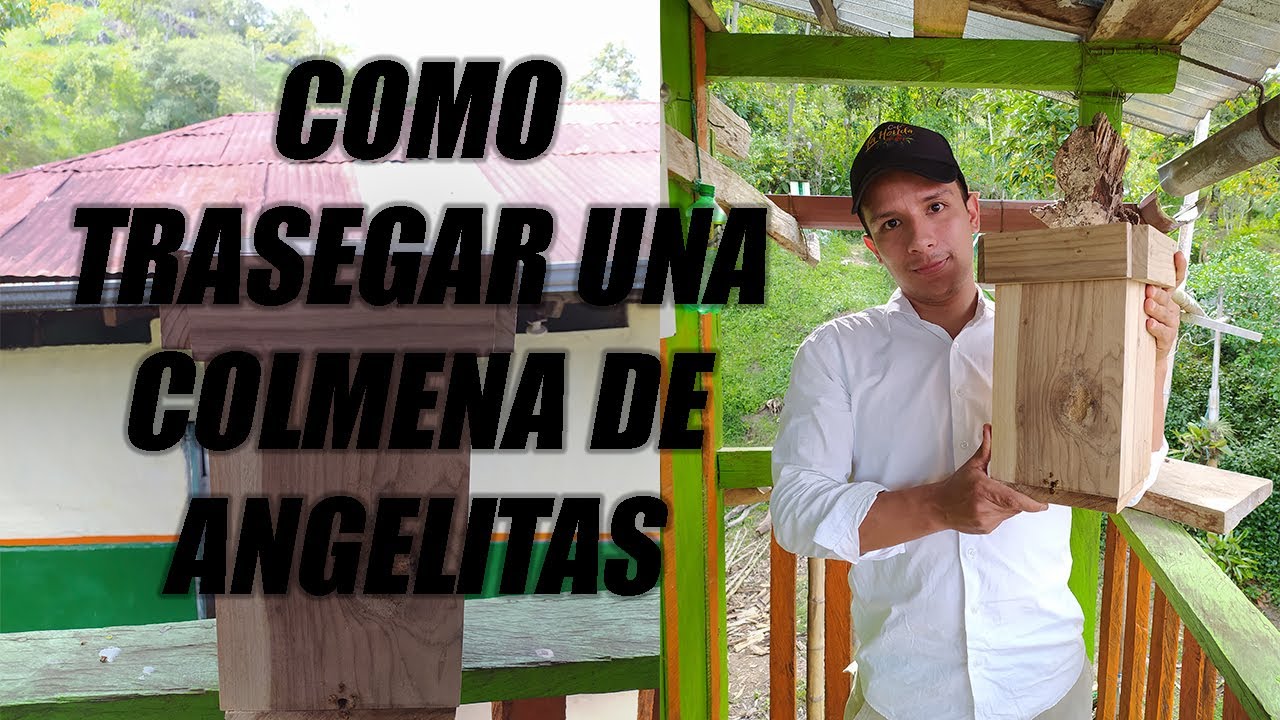 Trasiego de una colmena de angelita a una caja tecnificada