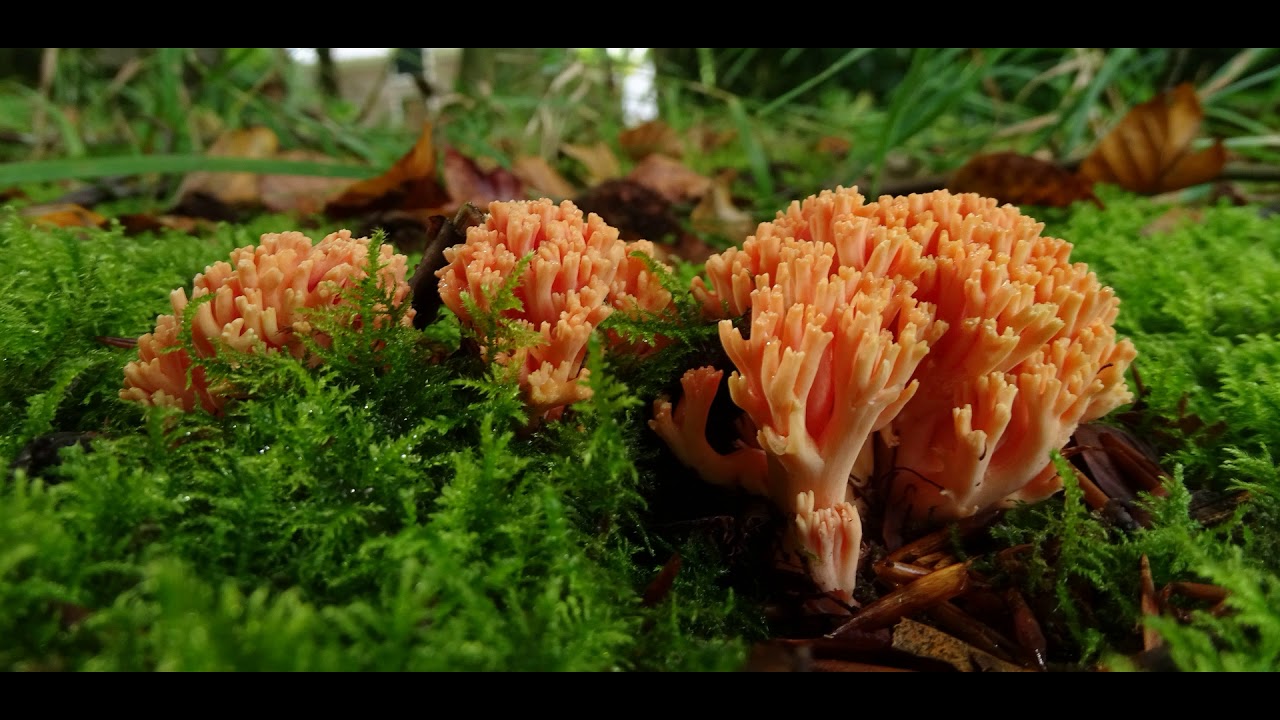 Ramaria subbotrytis