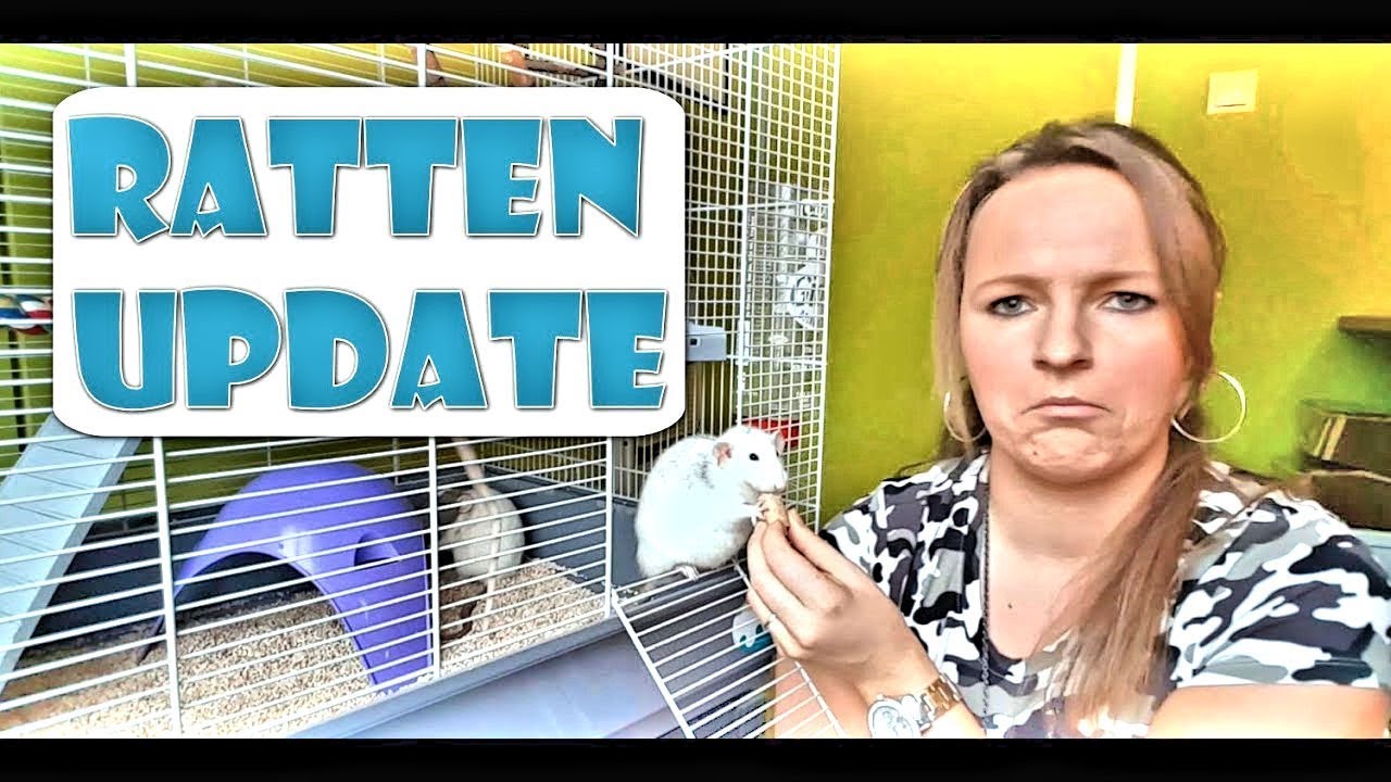 RATTEN | Ratjes update november 2017