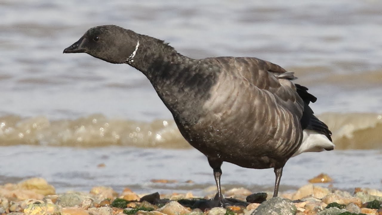 Brent Geese Autumn Flocks | Branta bernicla