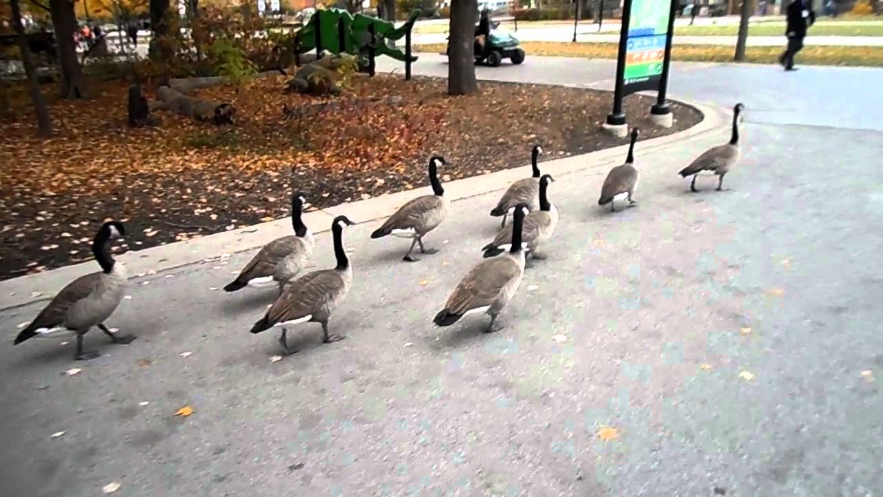 Geese walking to the tune of Eye of the Tiger