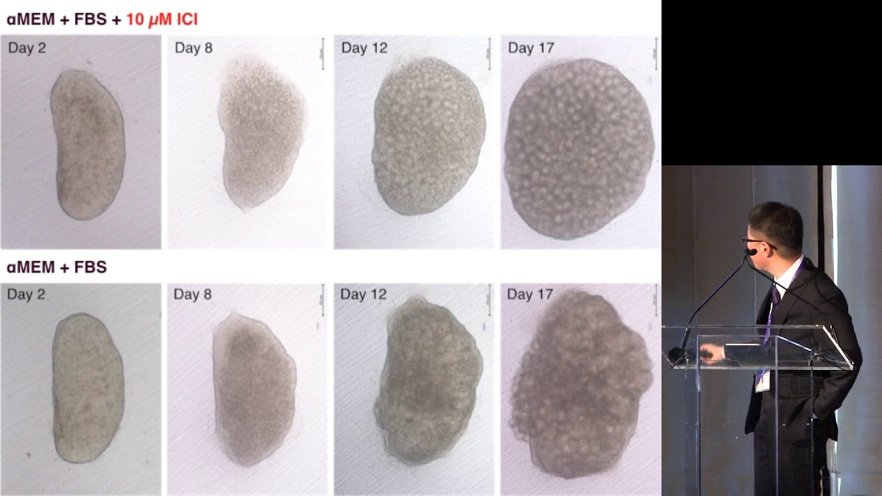 Complete in-vitro generation of fertile oocytes | Yuji Hirao