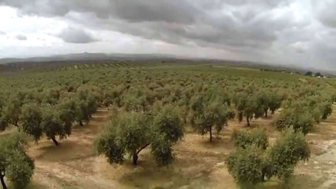 DCOOP Hacia Una Gran Cooperativa Agroalimentaria