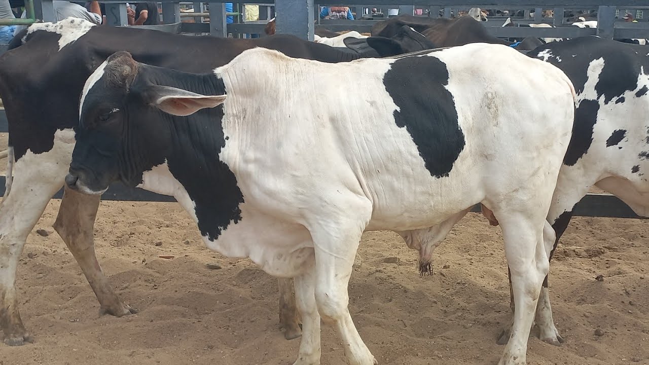 Feira de gado em Craibas Alagoas 07/02/26#nordeste