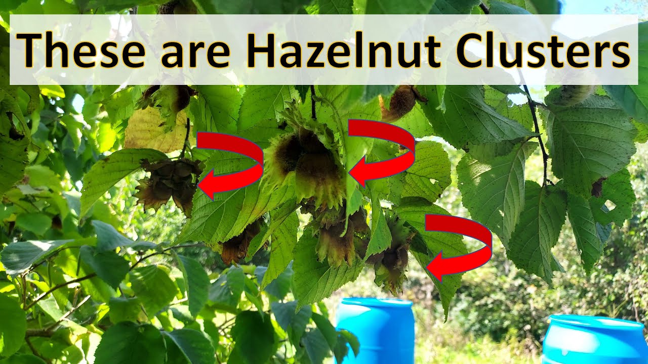 The Great Hazelnut Harvest 2024 I Picking Nuts on an Iowa Nut Farm