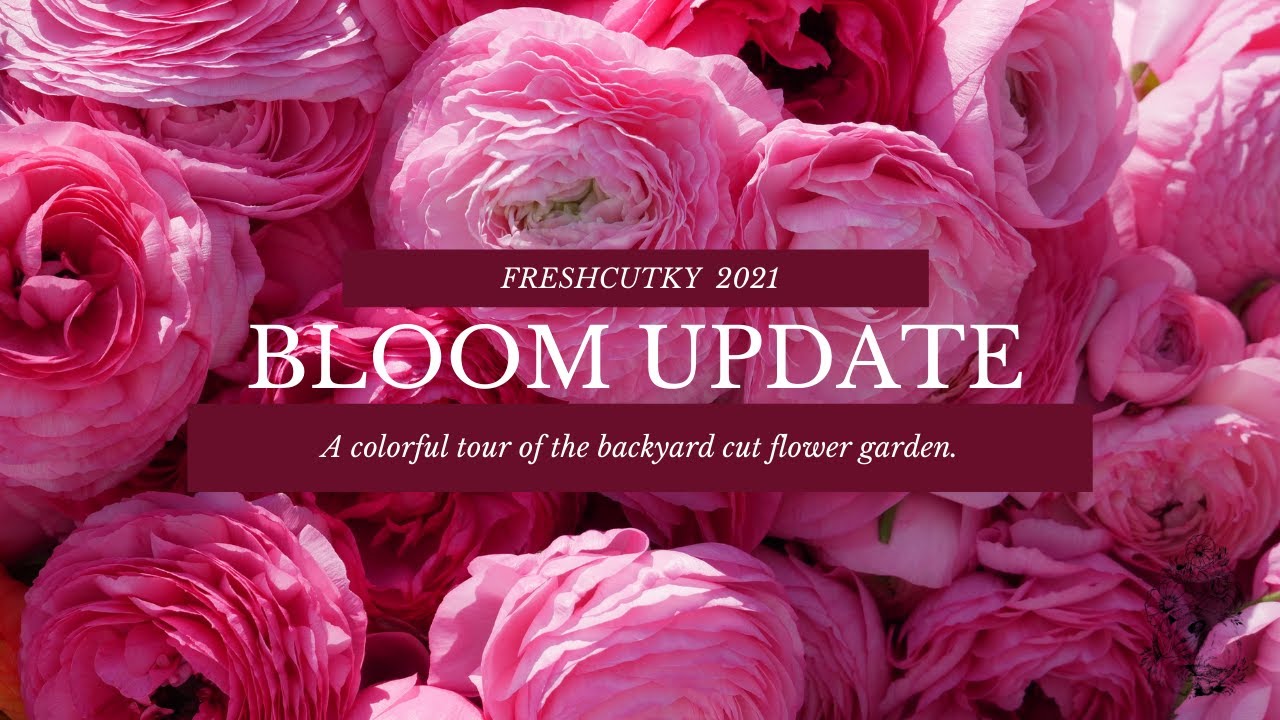 MAY FLOWER GARDEN UPDATE: MORE RANUNCULUS!