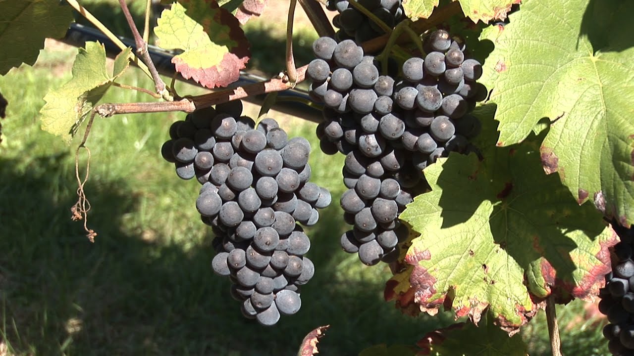 Funkgesteuerte automatische Bewässerung im Weinbau, Württemberg