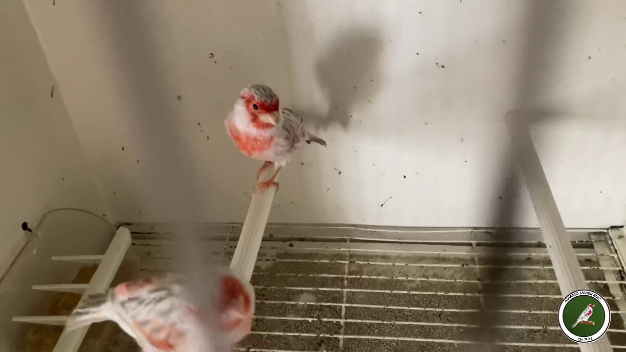 REPASO DE AVIARIO Y CESIÓN DE EJEMPLARES
