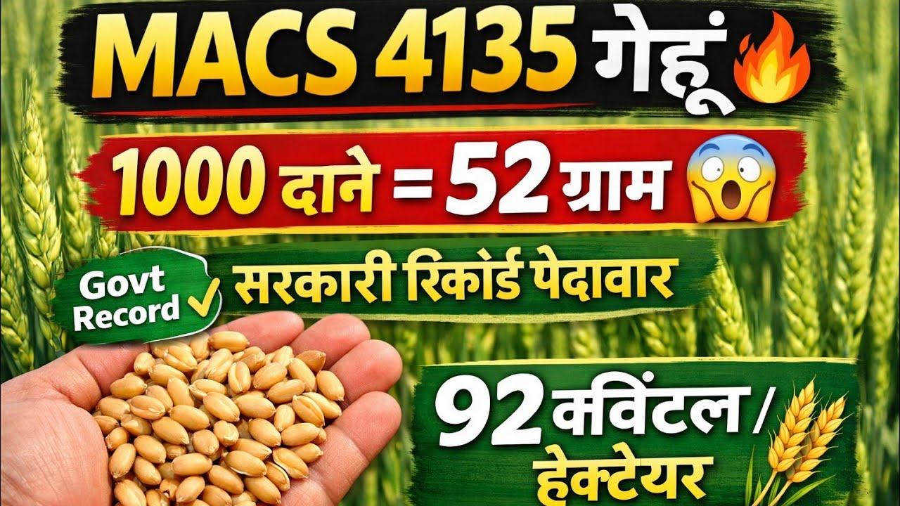 MACS 4135 गेहूं 🔥 | 1000 दाने 52 ग्राम 😱 | 92 क्विंटल/हेक्टेयर रिकॉर्ड पैदावार