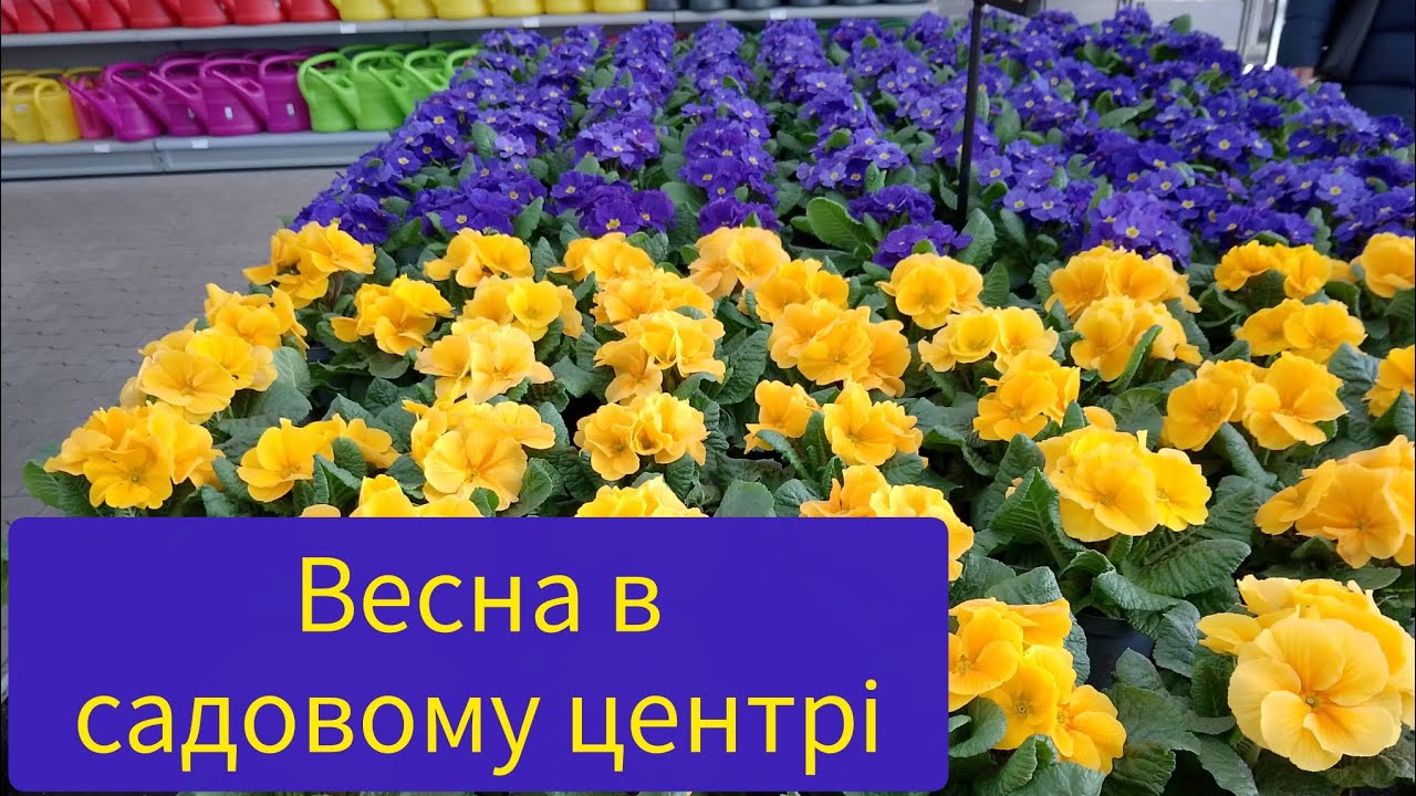 Асортимент просто WOW! #українськийконтент#квіти#весна#примула#жоржини#українською#gütersloh#blumen