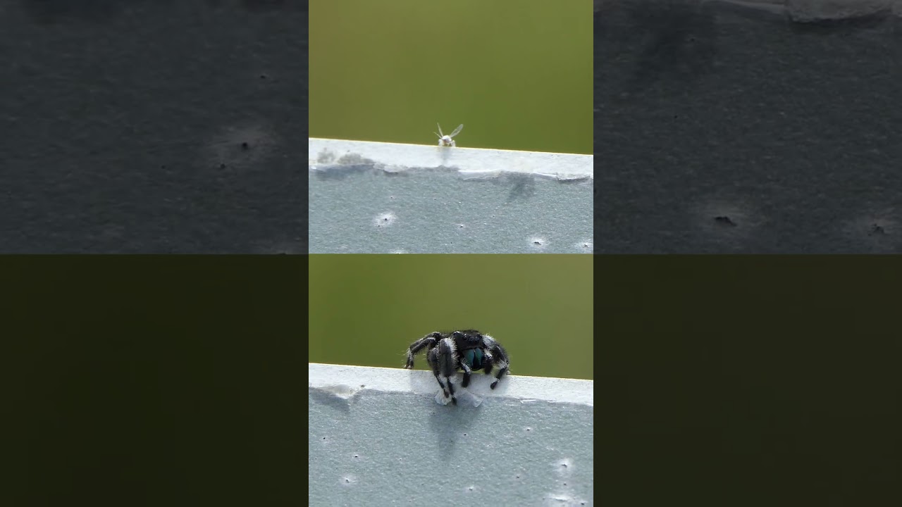 Asian Woolly Hackberry Aphid takes flight next to Bold Jumping Spider