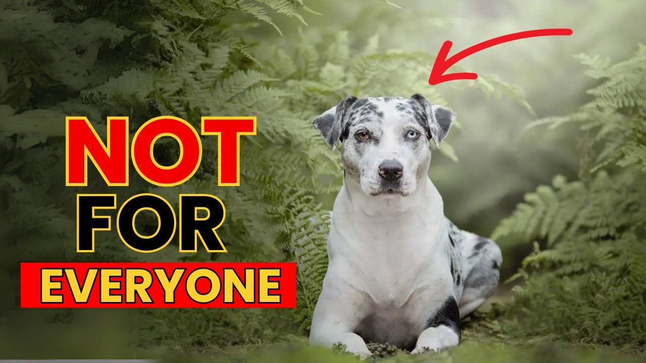 10 things to Consider Before Adding a Catahoula Leopard Dog to Your Life