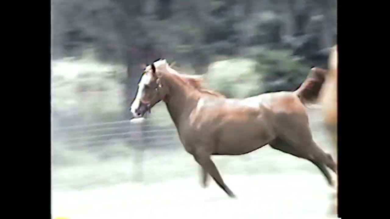 EJZ Crimson Rose (FF Crimson Bask x Donna Red Rona)