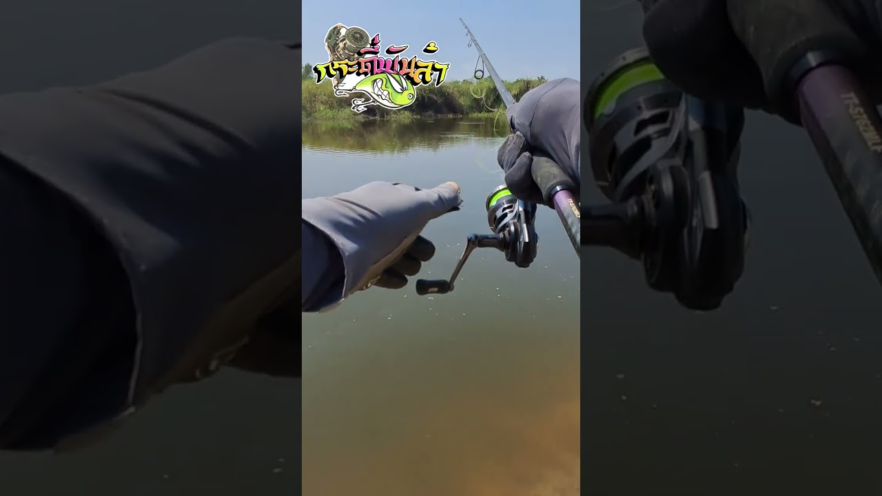 ตกปลาช่อน น้ำหนักรวม 19 โลกว่าเต็มกลับแทบไม่ไหว กระดี่พันลำและปลายาง#fishing #fish#ตกปลาช่อน #ตกปลา