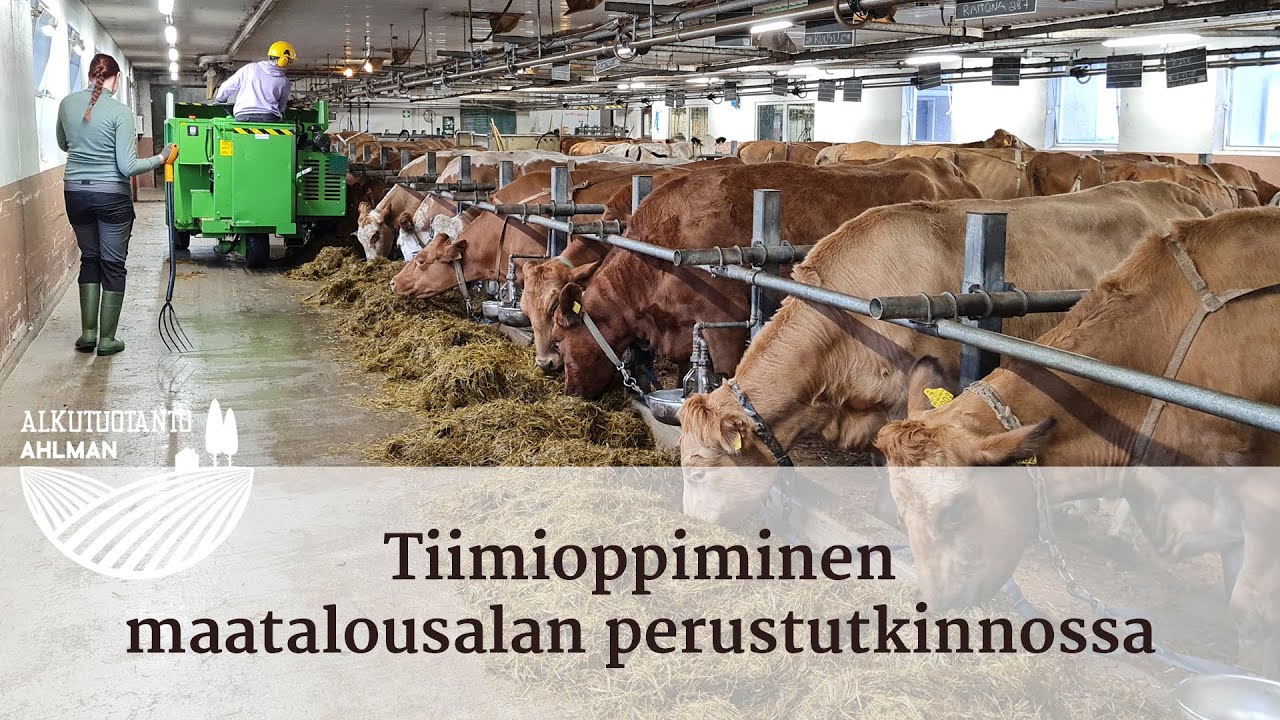 Tiimioppiminen Ahlmanin navetalla