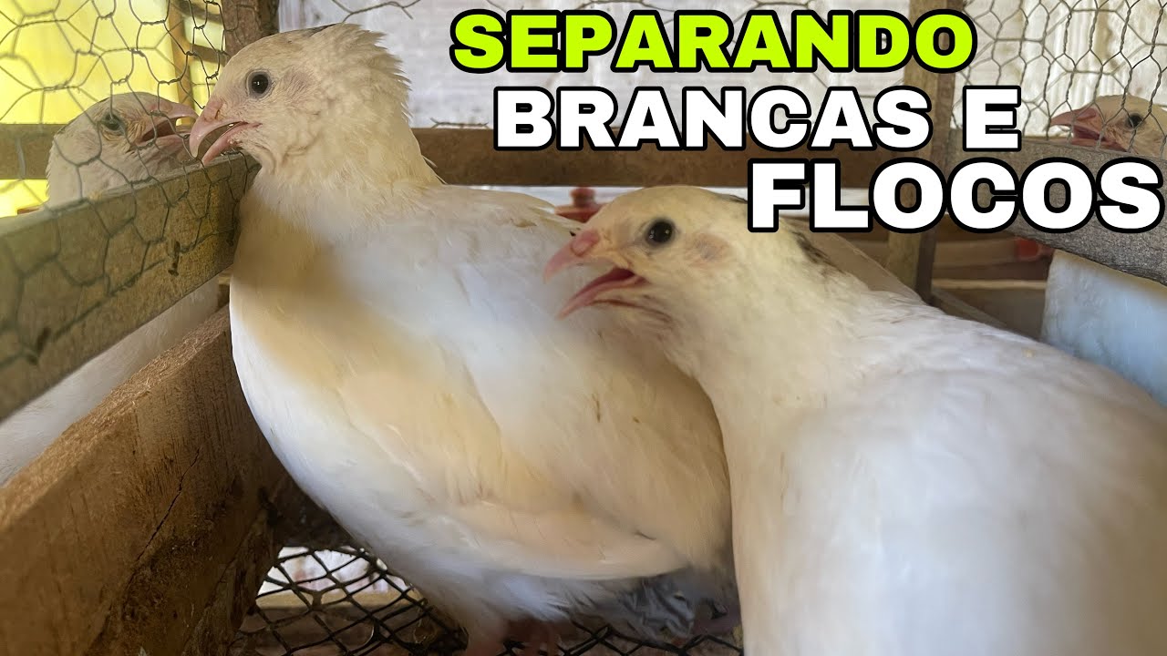 CODORNAS GIGANTES, BRANCAS E FLOCOS SELECIONADAS PARA OVOS FÉRTEIS!