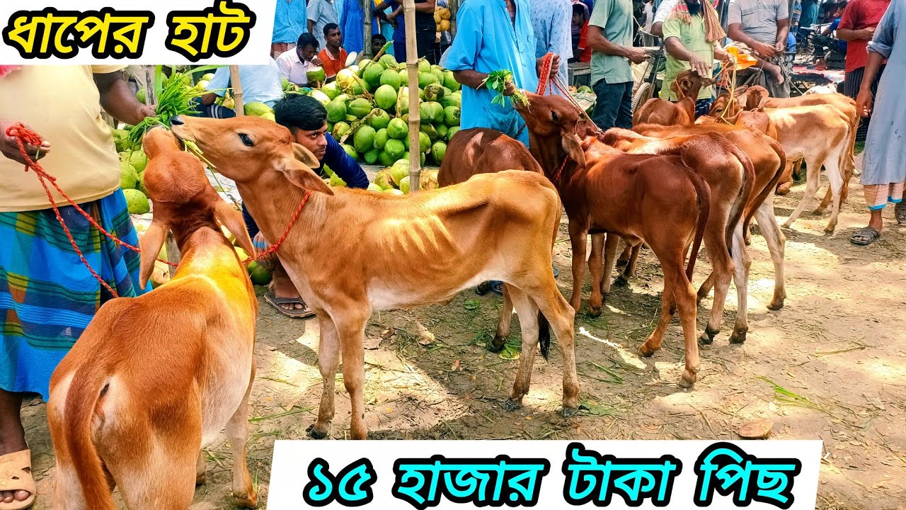 ০৪/০৯/২৫/ ধাপের হাট থেকে সবচেয়ে ছোট্ট ছোট্ট ষাঁড় ও বকনা বাছুর গরু কিনুন ১৫ হাজার টাকা পিছ #cow