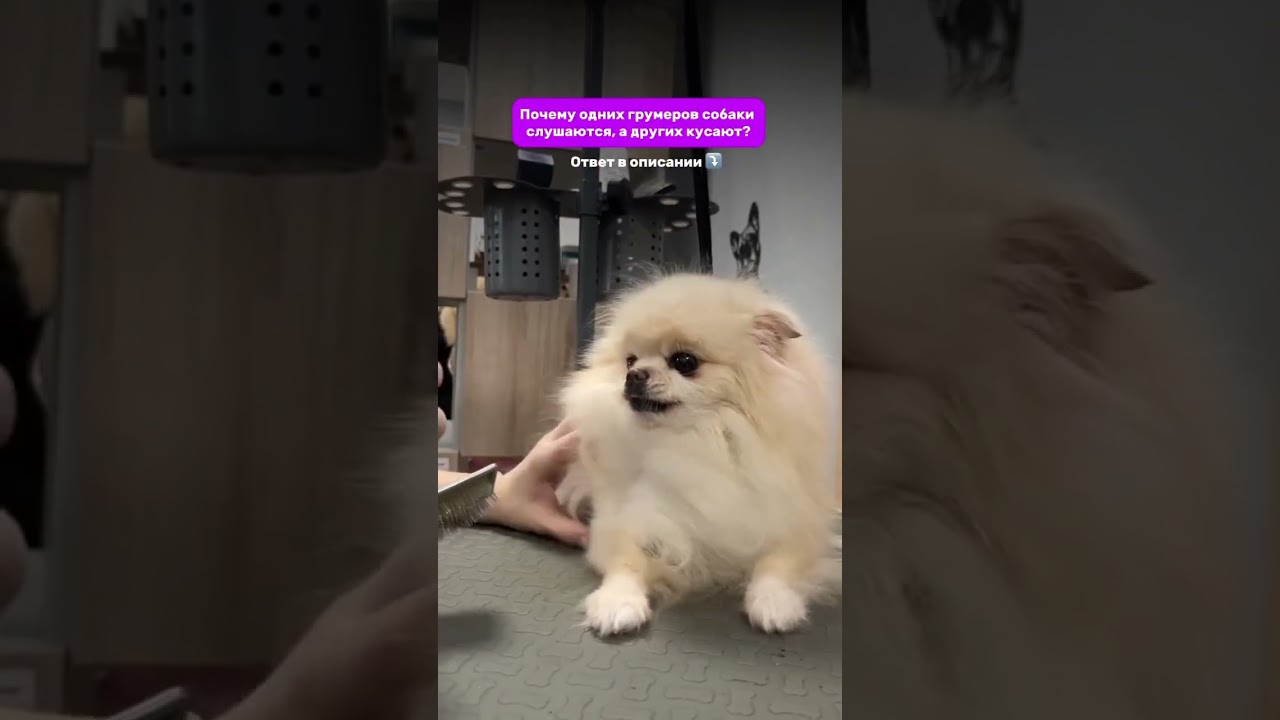 You haven't done anything yet, but the dog already has👇🏼