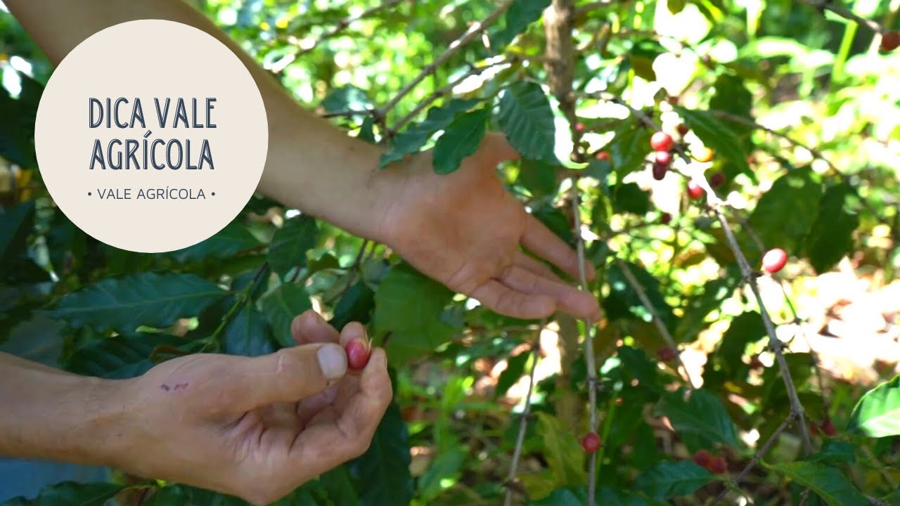 DICA VALE AGR&Iacute;COLA | Produzir caf&eacute; no frio de Santa Catarina &eacute; poss&iacute;vel!
