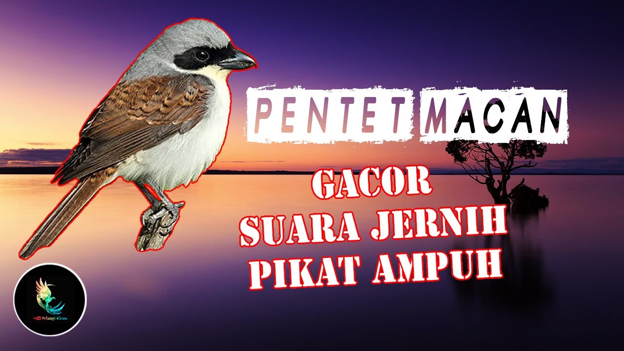 Masteran Cendet Macan Gacor Suara Jernih, Pikat Ampuh