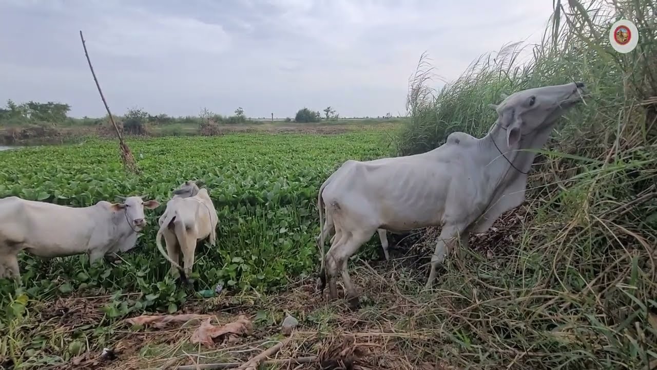 បានភ្លៀងខ្លះហើយចឹងសំបូរស្មៅឲ្យគោសុីច្រើន