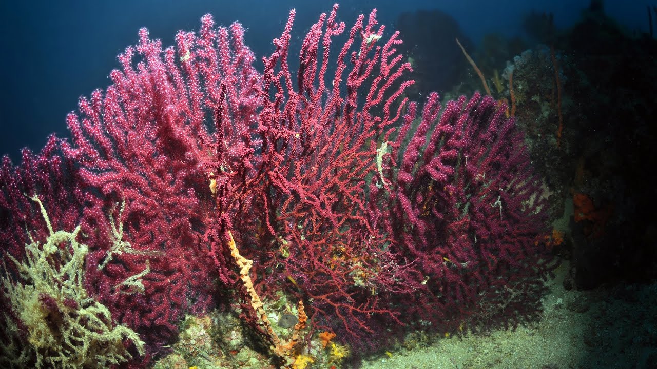 Red Corals of Ayvalık Turkey