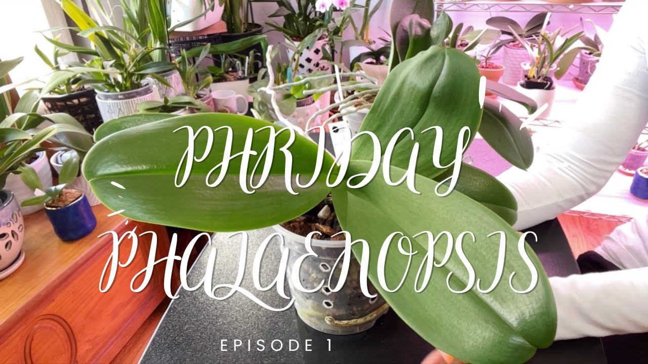 TODAY'S TOP STORY: Episode 1 of Phriday Phalaenopsis New series every Phriday