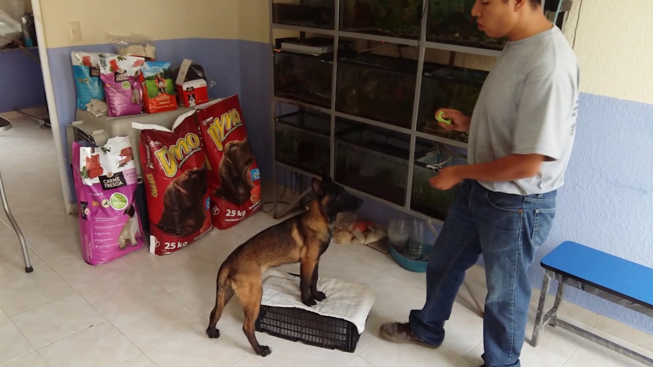 Cargando el clicker, iniciando trabajo con la caja y trabajo de mordida