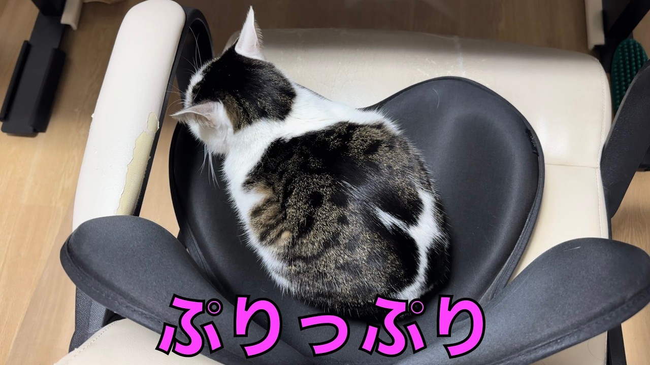 保護猫ナターシャの568日目：最後にチョット見える
