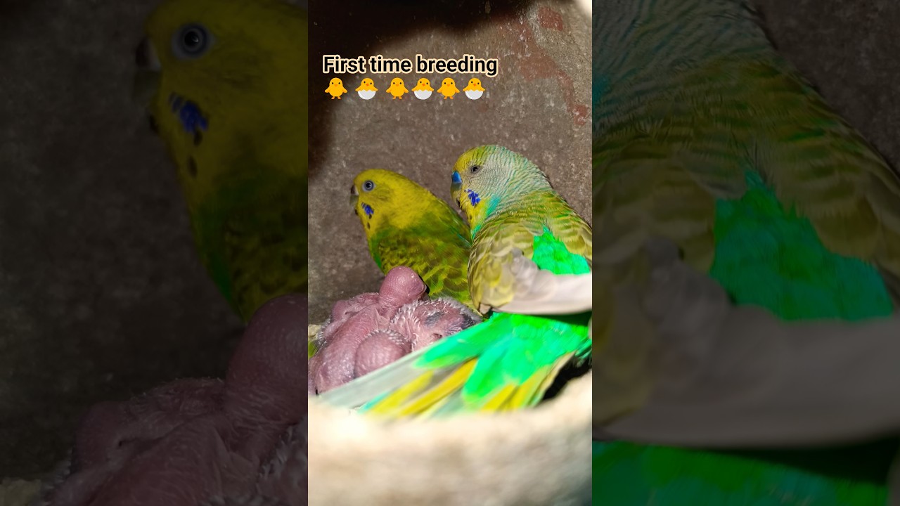 Budjigs Breeding 🐣🐥🐣 first time #shorts #video #birds #pets #parrot