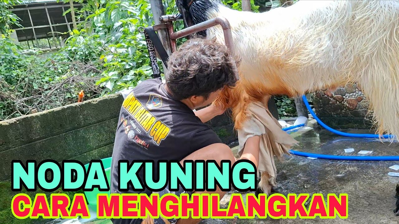 CARA MENGHILANGKAN NODA KUNING PADA KAMBING