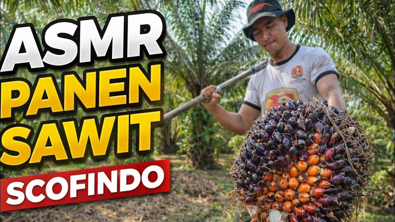 ASMR PANEN SAWIT 