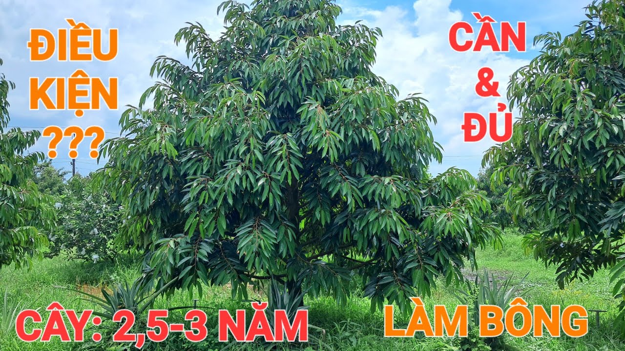 ĐIỀU KIỆN: CẦN & ĐỦ || ĐỂ CÂY TƠ: (2,5-3 NĂM) LÀM BÔNG TRÁI ??? @SAURIENGMIENTAY