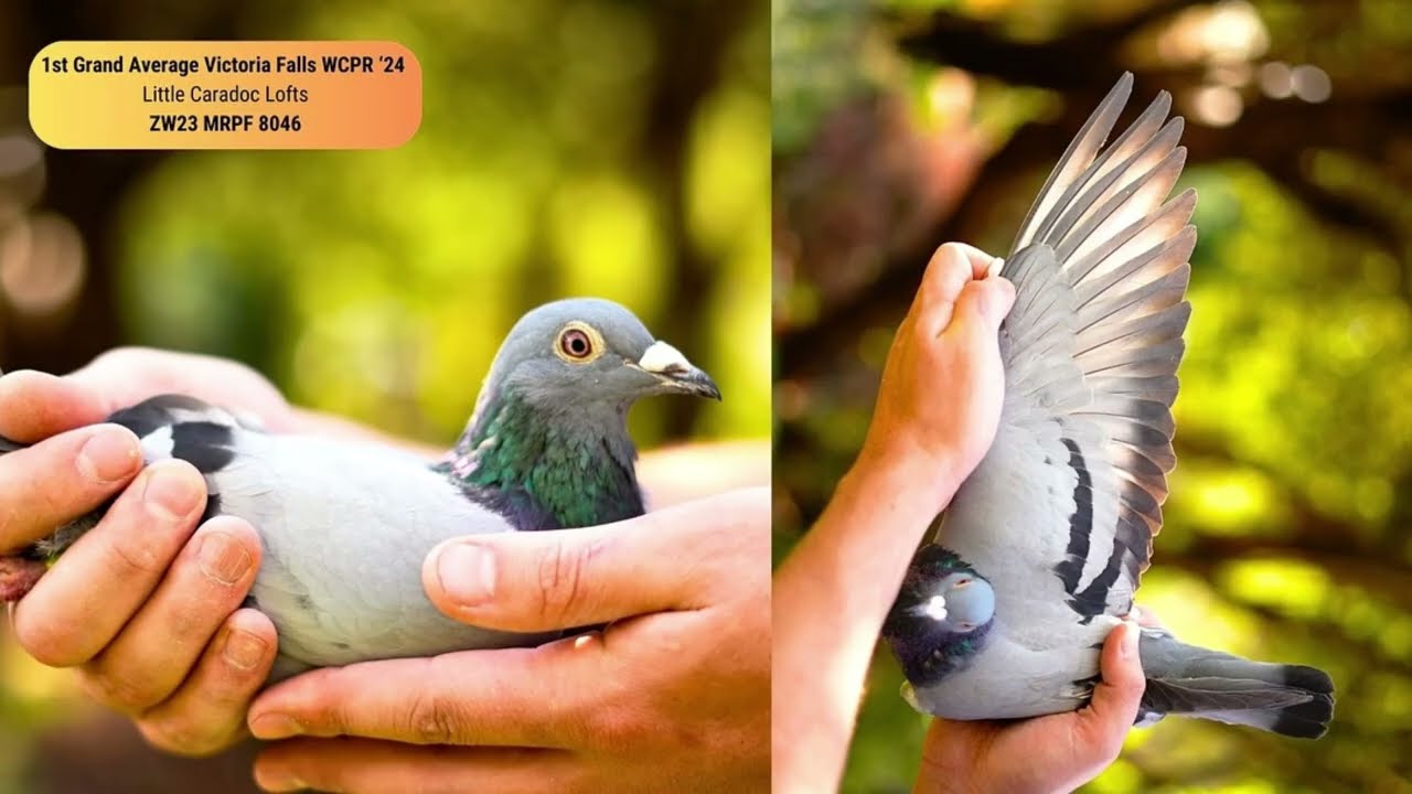 Victoria Falls Racing Pigeon One Loft Final Race 2024 - Winner Highlights & Best Shotsdone