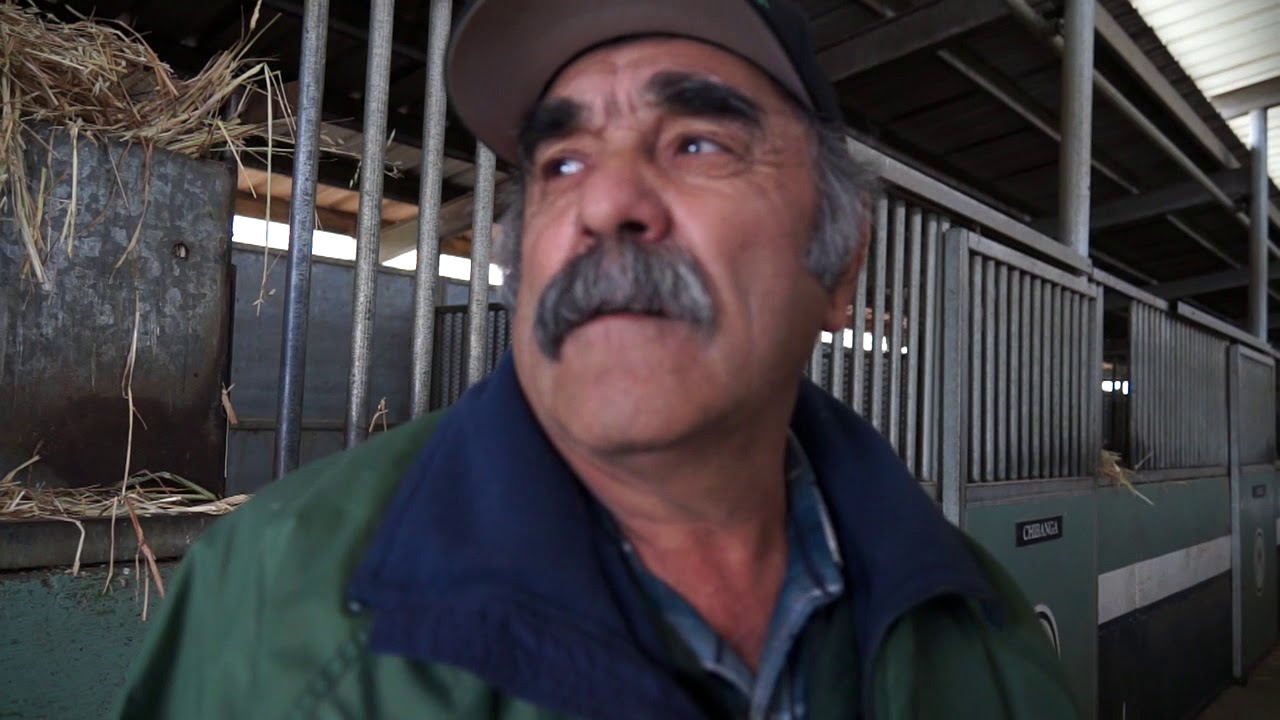 Leitaria Martins - Hilmar